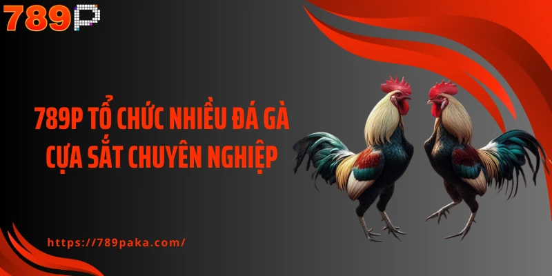 789P tổ chức nhiều đá gà cựa sắt chuyên nghiệp