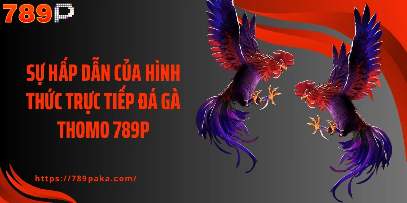 Sự hấp dẫn của hình thức trực tiếp đá gà Thomo 789P