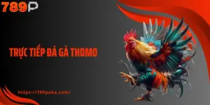 Trực Tiếp Đá Gà Thomo - Xem Các Trận Đấu Kịch Tính Tại 789P